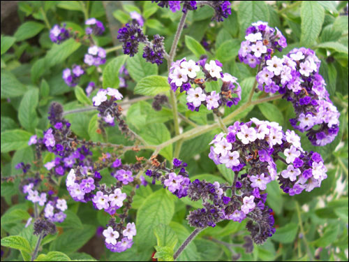 Butchart Gardens flowers