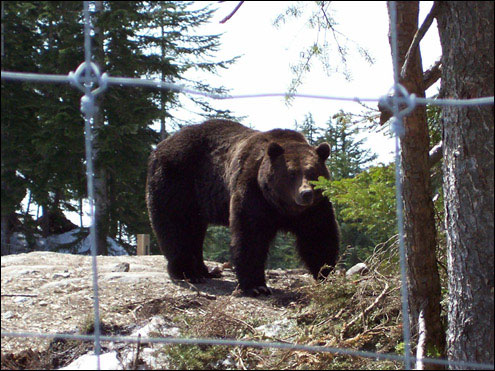 Grizzly, Conservation Area, Grouse Mountain
