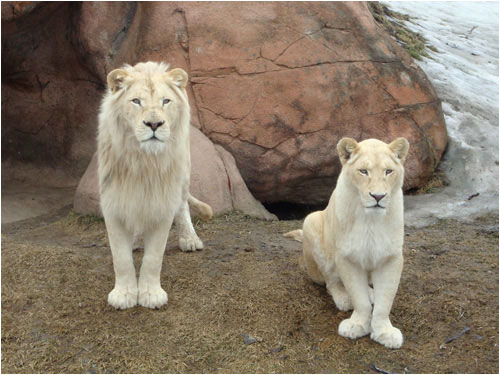 White Lions, Toronto Zoo, March 29